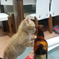 Soke, Kedi  1-Başarılı 2-Kıymetli, 3-Şişko -üçüzler- fotoğrafı