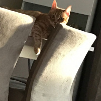 Soke, Kedi  1-Başarılı 2-Kıymetli, 3-Şişko -üçüzler- fotoğrafı