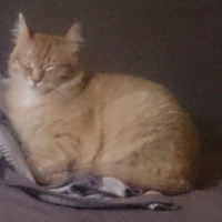 Soke, Kedi  1-Başarılı 2-Kıymetli, 3-Şişko -üçüzler- fotoğrafı