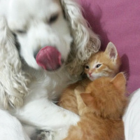 Soke, Kedi  1-Başarılı 2-Kıymetli, 3-Şişko -üçüzler- fotoğrafı