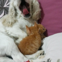 Soke, Kedi  1-Başarılı 2-Kıymetli, 3-Şişko -üçüzler- fotoğrafı