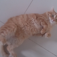 Soke, Kedi  1-Başarılı 2-Kıymetli, 3-Şişko -üçüzler- fotoğrafı