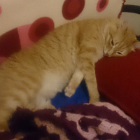 Soke, Kedi  1-Başarılı 2-Kıymetli, 3-Şişko -üçüzler- fotoğrafı