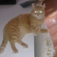 Soke, Kedi  1-Başarılı 2-Kıymetli, 3-Şişko -üçüzler- fotoğrafı