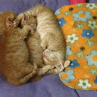 Soke, Kedi  1-Başarılı 2-Kıymetli, 3-Şişko -üçüzler- fotoğrafı