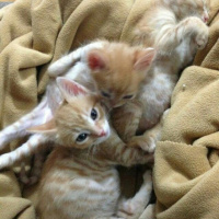 Soke, Kedi  1-Başarılı 2-Kıymetli, 3-Şişko -üçüzler- fotoğrafı