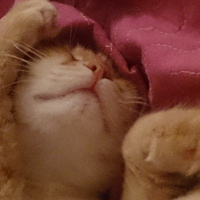 Soke, Kedi  1-Başarılı 2-Kıymetli, 3-Şişko -üçüzler- fotoğrafı