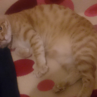 Soke, Kedi  1-Başarılı 2-Kıymetli, 3-Şişko -üçüzler- fotoğrafı