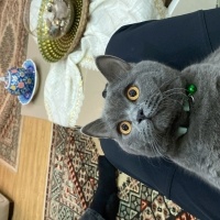 British Shorthair, Kedi  Sirius fotoğrafı