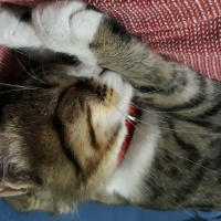 Tekir Kedi, Kedi  Mia fotoğrafı