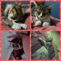 Tekir Kedi, Kedi  Mia fotoğrafı