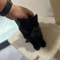 Tekir Kedi, Kedi  Soya fotoğrafı