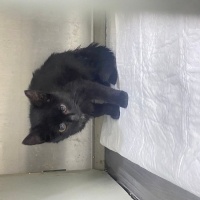 Tekir Kedi, Kedi  Soya fotoğrafı