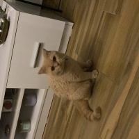 Scottish Fold, Kedi  Ares fotoğrafı