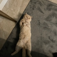 Scottish Fold, Kedi  Ares fotoğrafı