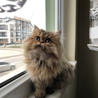 British Longhair, Kedi  Minik fotoğrafı