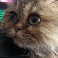 British Longhair, Kedi  Minik fotoğrafı