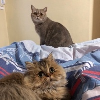 British Longhair, Kedi  Minik fotoğrafı