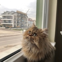 British Longhair, Kedi  Minik fotoğrafı