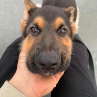 Alman Çoban Köpeği, Köpek  LİNDA fotoğrafı