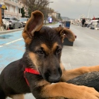 Alman Çoban Köpeği, Köpek  LİNDA fotoğrafı