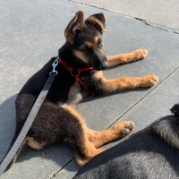 Alman Çoban Köpeği, Köpek  LİNDA fotoğrafı