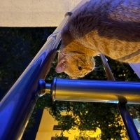 Sarman, Kedi  TARÇIN fotoğrafı