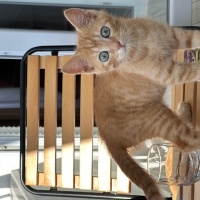 Sarman, Kedi  TARÇIN fotoğrafı