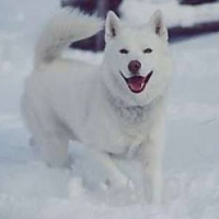Sibirya Kurdu (Husky), Köpek  paşa fotoğrafı