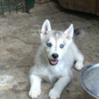 Sibirya Kurdu (Husky), Köpek  paşa fotoğrafı
