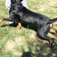 Rottweiler, Köpek  Tank fotoğrafı