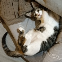 Tekir Kedi, Kedi  Vandal fotoğrafı