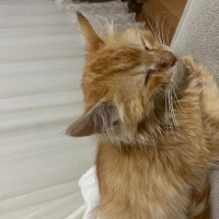 Tekir Kedi, Kedi  Aslan fotoğrafı