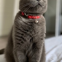 Scottish Fold, Kedi  Puffy fotoğrafı