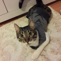 Tekir Kedi, Kedi  TARÇIN fotoğrafı