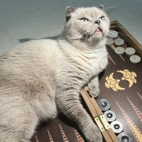 Scottish Fold, Kedi  Dorin fotoğrafı