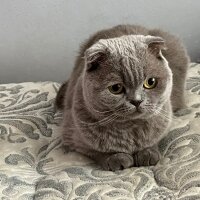 Scottish Fold, Kedi  Çiko fotoğrafı