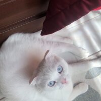 Scottish Fold, Kedi  Çiko fotoğrafı