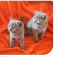 Scottish Fold, Kedi  Duman fotoğrafı