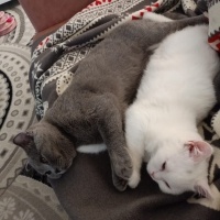 Scottish Fold, Kedi  Duman fotoğrafı