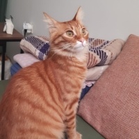 Tekir Kedi, Kedi  Mars fotoğrafı