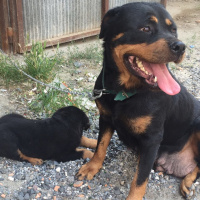 Rottweiler, Köpek  Tina fotoğrafı
