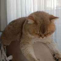 British Shorthair, Kedi  Karamel fotoğrafı