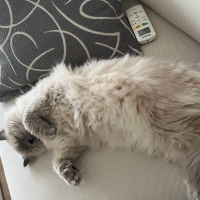 British Longhair, Kedi  Minnoş fotoğrafı