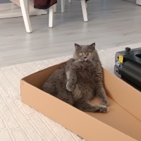 Scottish Fold, Kedi  Leon fotoğrafı