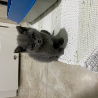 Scottish Fold, Kedi  Bihter fotoğrafı