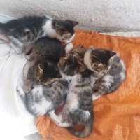 Tekir Kedi, Kedi  5 kardeşler(isimleri yok) fotoğrafı