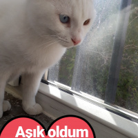 Van Kedisi, Kedi  Rengar fotoğrafı