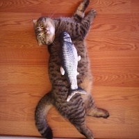 Scottish Fold, Kedi  Minik fotoğrafı