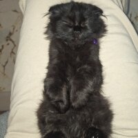 Scottish Fold, Kedi  Köfte fotoğrafı